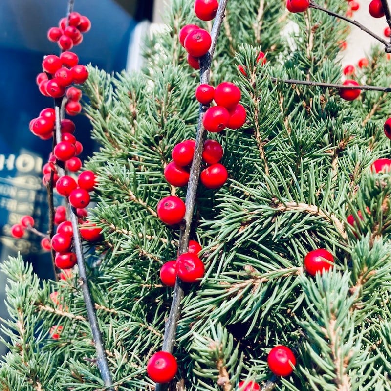 Holiday Case (WRONG ONE)