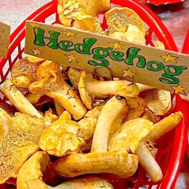 Wild Hedgehog Mushrooms 4 oz