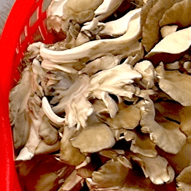 Cultivated Maitake Mushrooms 8 oz