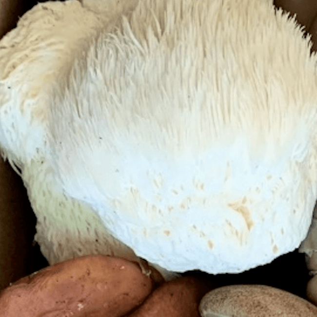 Cultivated Lion's Mane Mushrooms 8 oz