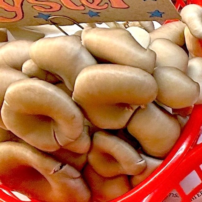 Cultivated Oyster Mushrooms 8 oz