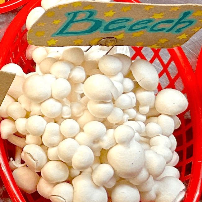 Cultivated Beech Mushrooms 8 oz