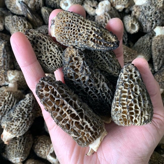 Morels 4 oz