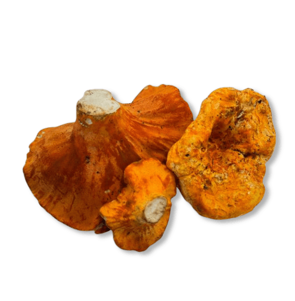 Wild Lobster Mushrooms 4 oz